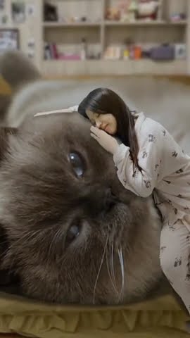 blistdotcc's tweet card. If house cats were huge