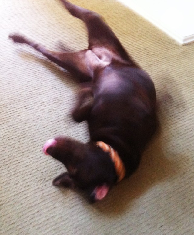 LabradorMama's tweet card. Visit the post for more.