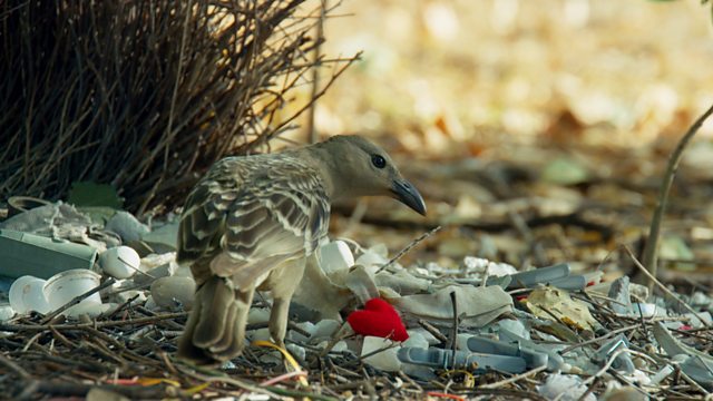 BBCEarth's tweet card. BBC One - Planet Earth II, Cities, Bowerbird steals a heart for his...