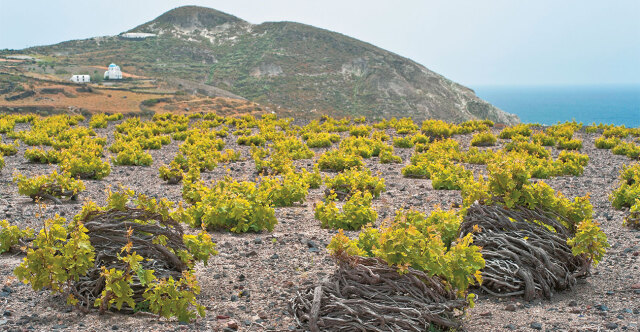 BlindTasters's tweet card. Bare vines, record-low yields, and a bleak outlook for one of the world’s most iconic terroirs