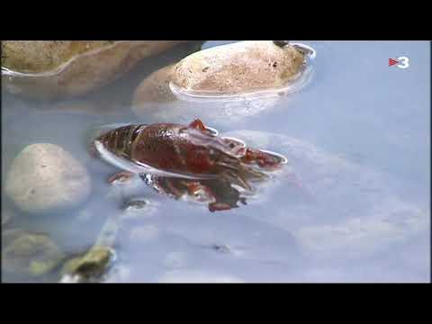 TerresdelGaia's tweet card. 2011 09 28 TN Comarques. Aigües residuals al Gaià