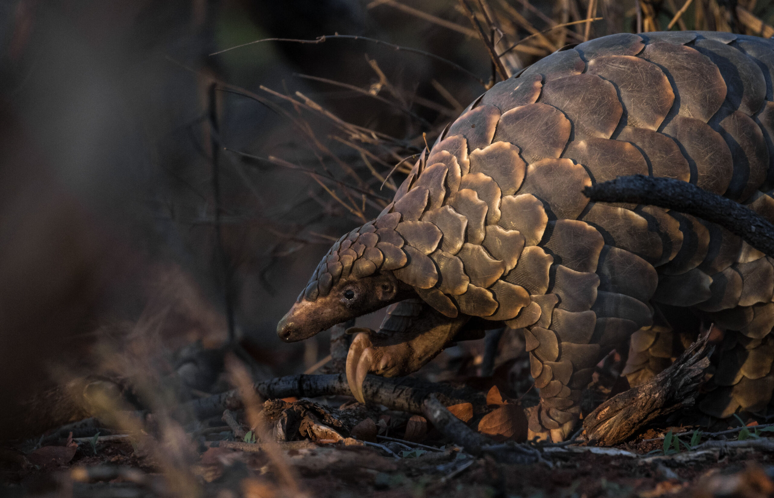 dereckbeverly's tweet card. Scientists warn that ticks carried by trafficked pangolins may spread pathogens across continents, affecting people and animals