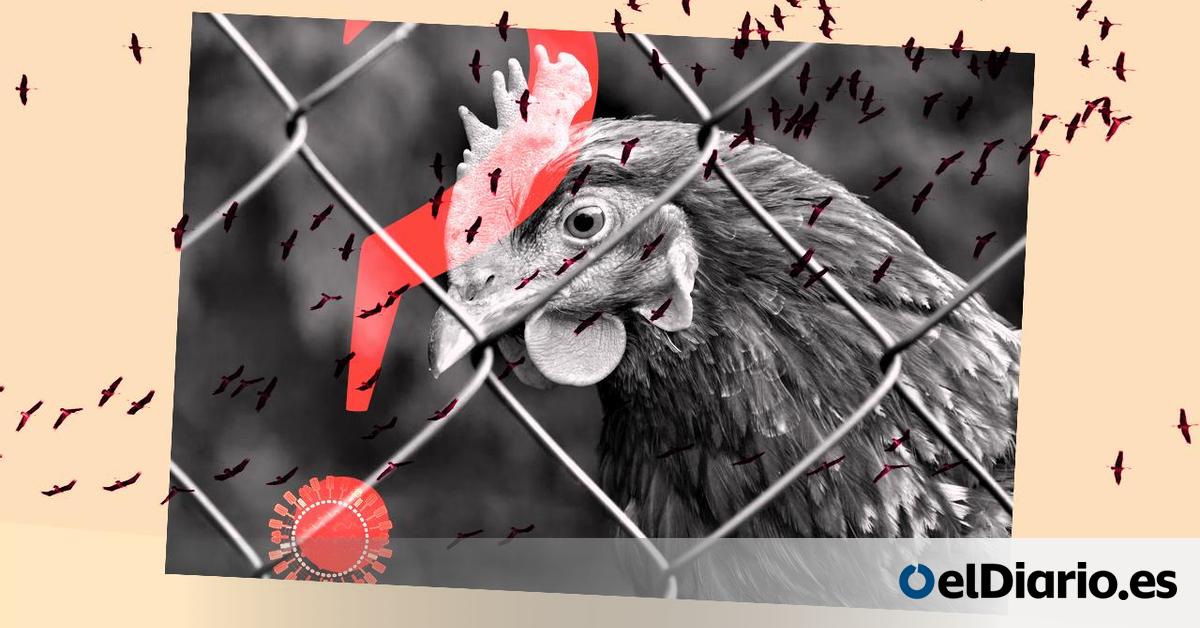 jmanclus60's tweet card. El confinamiento de las aves de corral es un paso más en una crisis global que ya ha obligado a los ganaderos españoles a sacrificar casi tres millones de animales en 2025: estos son los riesgos...