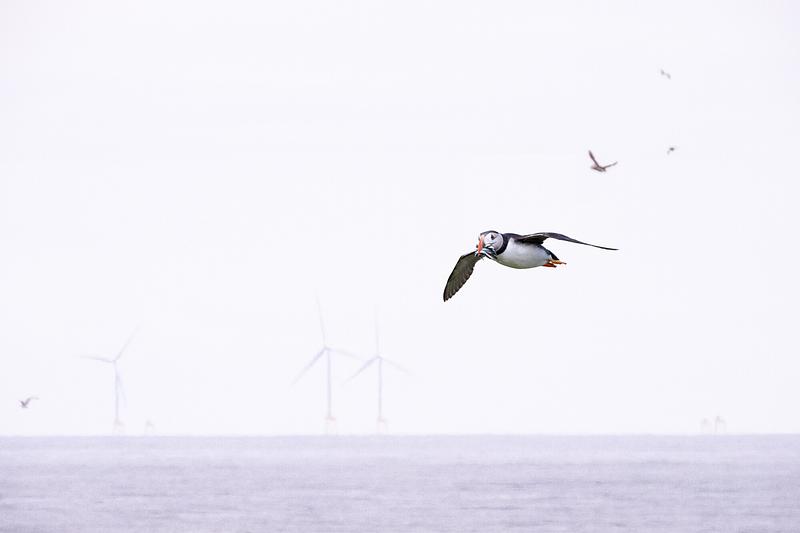 CleyBirds's tweet card. Please take action now - tell SSE and the First Minister to Cancel Berwick Bank.