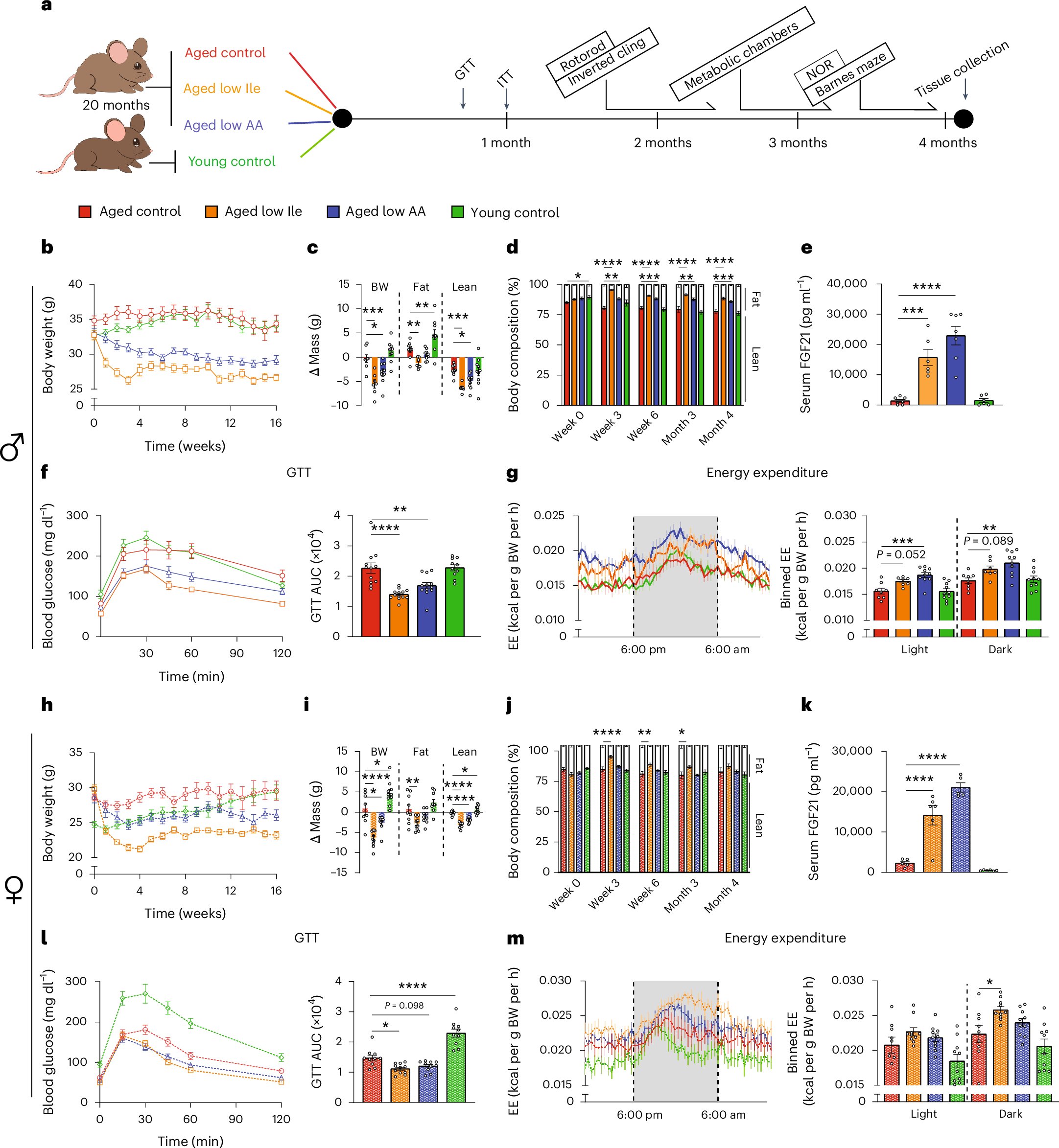 NatureAging's tweet card. Nature Aging - Yeh et al. explore the effects of restricting dietary protein, or isoleucine specifically, in aged mice. They uncover benefits to metabolic health and certain indicators of aging and...