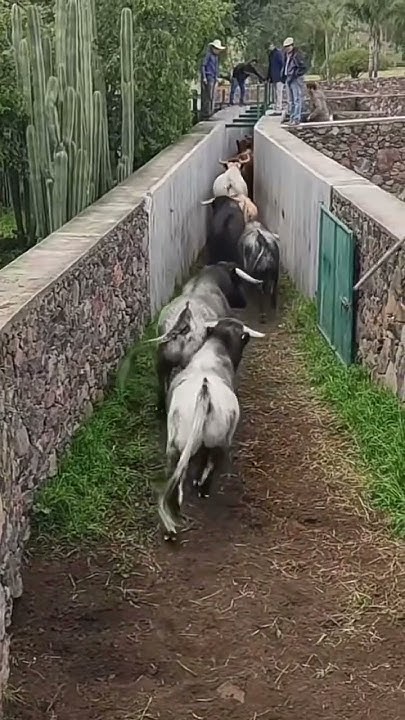 menelikcoin's tweet card. Toros locos | menelik.fun