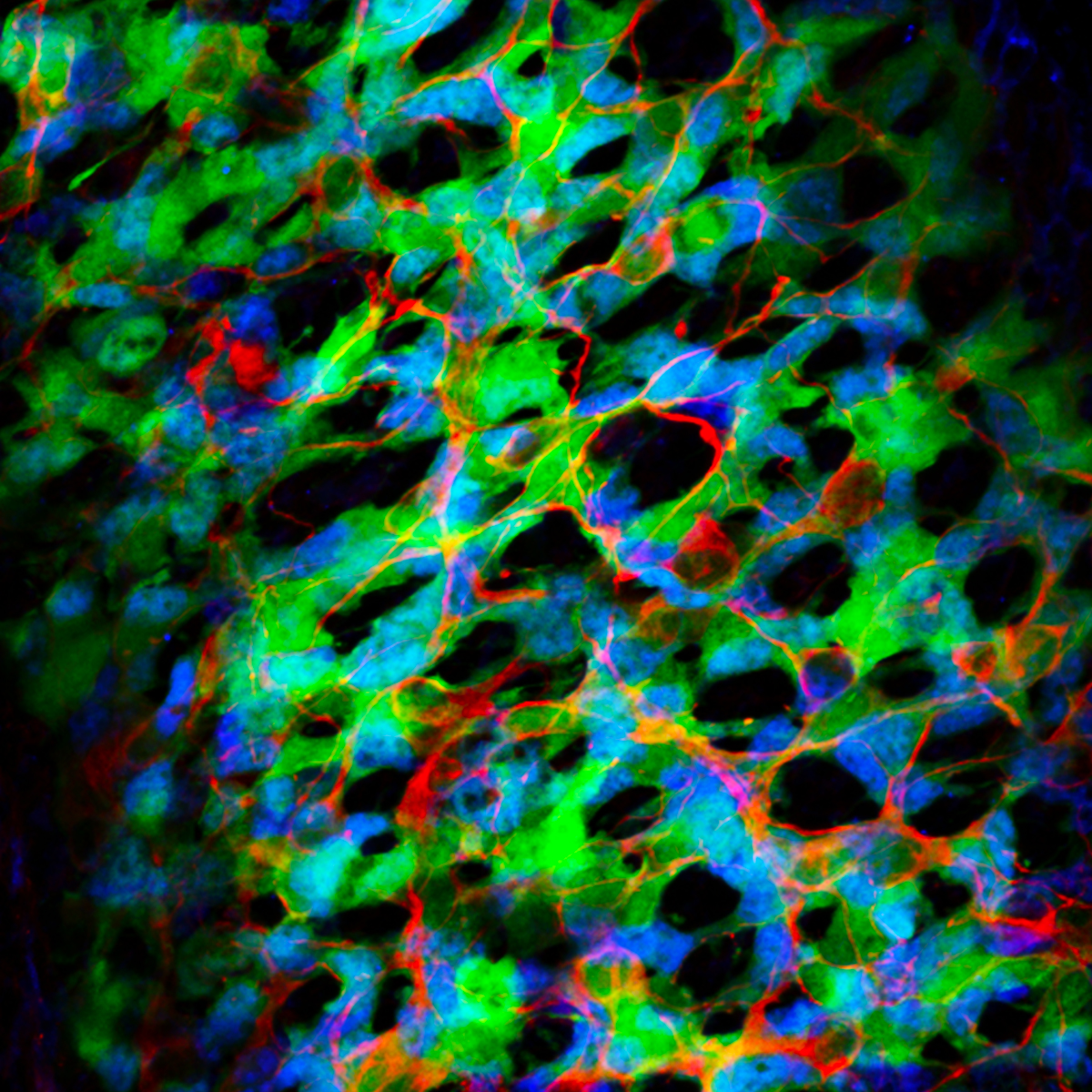RaccourSci's tweet card. Écrire une note de politique, c’est passer le langage scientifique au hachoir de la simplicité! Clarté et exactitude ne sont pas opposées!