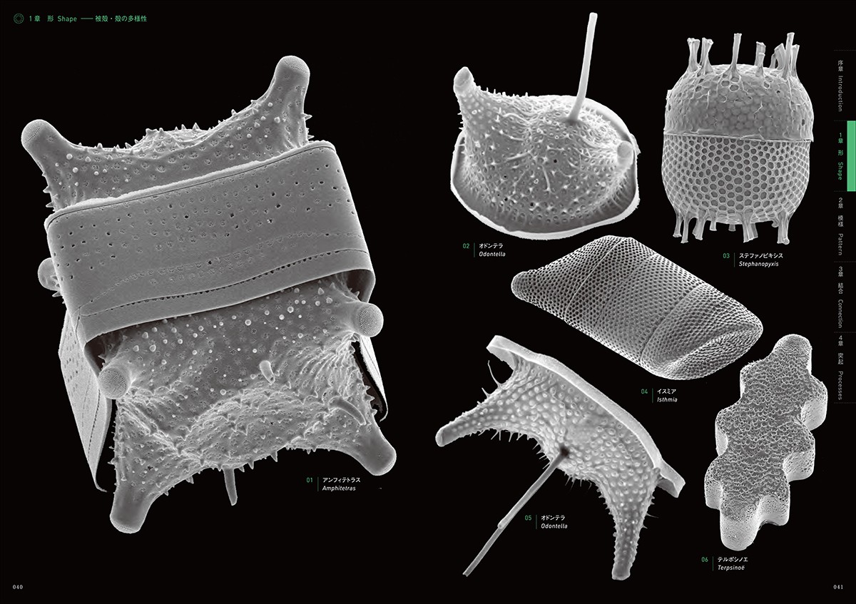 earthsci_art's tweet card. 思わず「こ、これが生物！？」と言いたくなりませんか？ ケイソウと言うと「珪藻土マット」くらいしか思い浮かばなかった私（編集者）ですが、その世界を知れば知るほど、見れば見るほど不思議の沼にハマっていきました。どの本もそうですが、出版の...