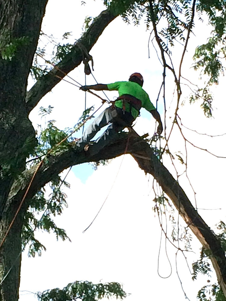 ProMark_Inc's tweet card. Spring tree pruning benefits include stimulating new growth, enhancing a tree's fertility, allowing for proper development of new growth, and promoting overall tree health by removing dead or...