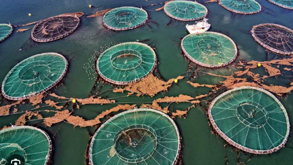 BobBrownFndn's tweet card. Public health advisories have been issued for large areas in Southern Tasmania thanks to a shortsighted move by the government on the behalf of business interests.