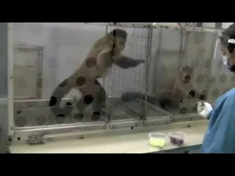 _toreilly's tweet card. Cute Monkey want grapes, throws a fit... FUNNY! Tantrum, LOL