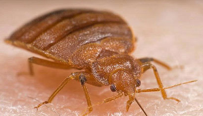 PAPestAssoc's tweet card. When the big yellow bus arrives at school in the morning, it could be unloading more than just kids. In communities where bed bugs (Cimex lectularius Linnaeus) are present, children’s book bags are...