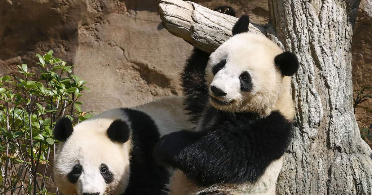 Sankei_news's tweet card. 【北京＝三塚聖平】北京市共産党委員会の機関紙、北京日報（電子版）は19日、日中関係が緊張した現在の状態が続けば「日本は全国にパンダがいなくなる状況に直面するだ…