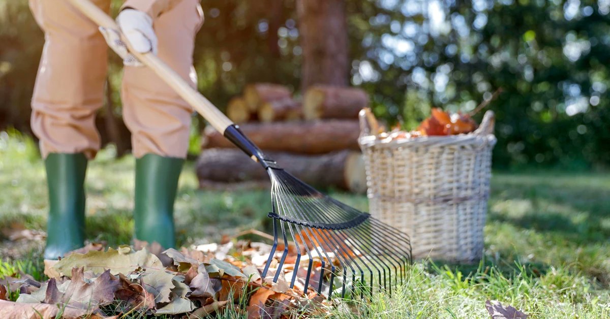 DziennikPL's tweet card. Jesienią liście spadające z drzew pokrywają trawnik i inne części ogrodu. Czy można je wrzucać do brązowego worka czyli odpadów biodegradowalnych? Czy liście orzecha włoskiego i pomidorów nadają się...