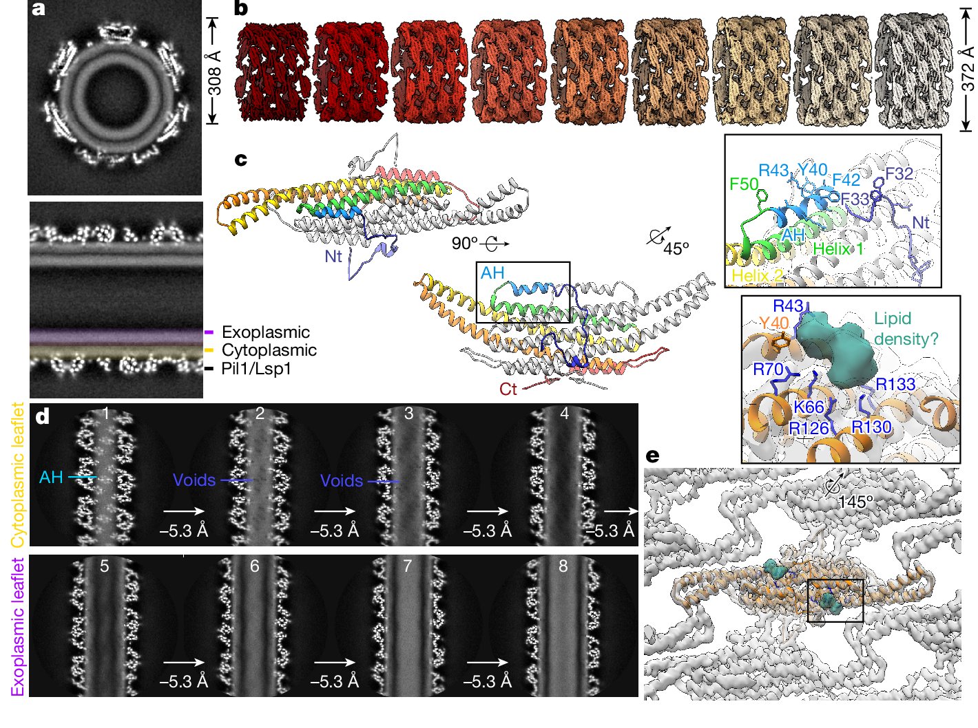 Biologie_UNIGE's tweet card. Nature - Cryo-electron microscopy, in vitro reconstitution and molecular dynamics simulations provide insight into the architecture of a plasma membrane microdomain in yeast, the organization and...