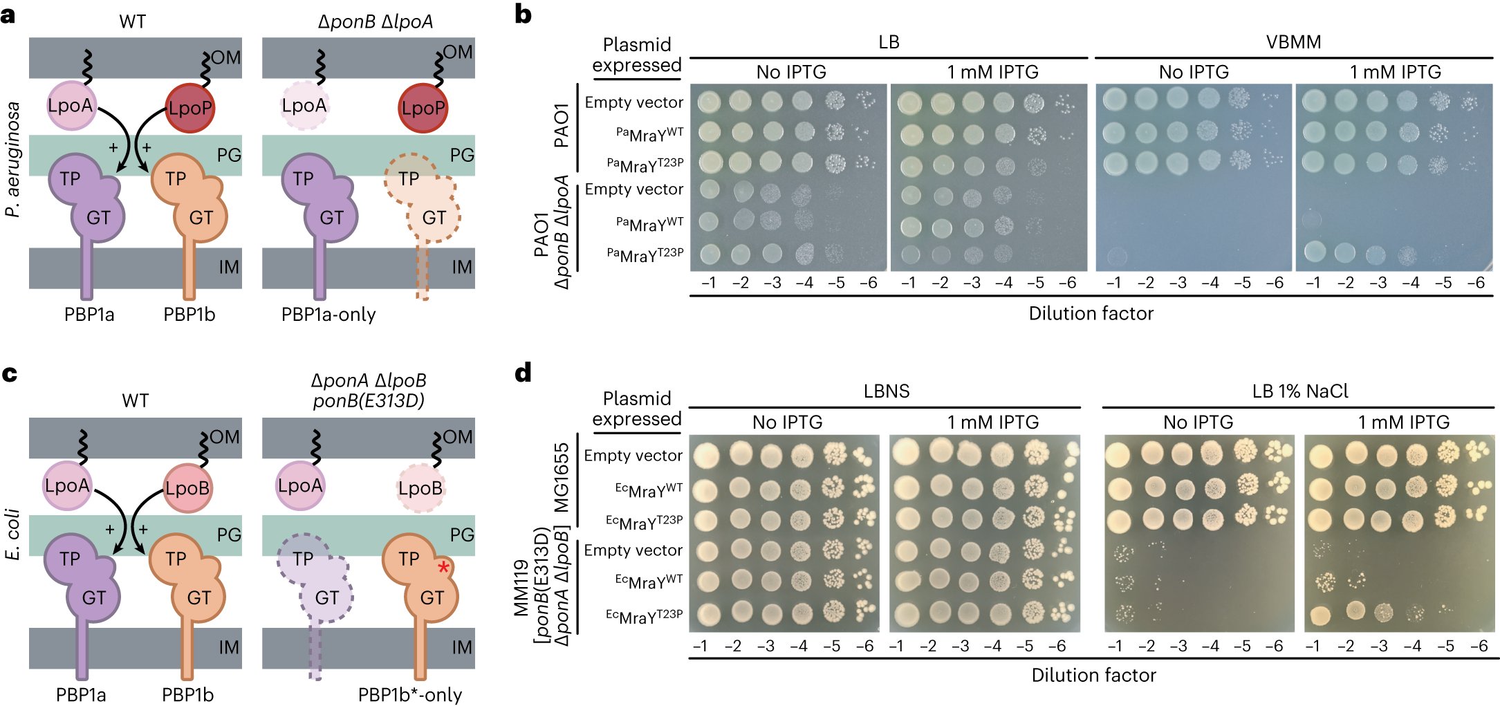 annakarenorta's tweet card. Nature Microbiology - Peptidoglycan biosynthesis is regulated by a feedback mechanism preventing the pathway from sequestering essential lipid carriers used to assemble and transport surface glycan...