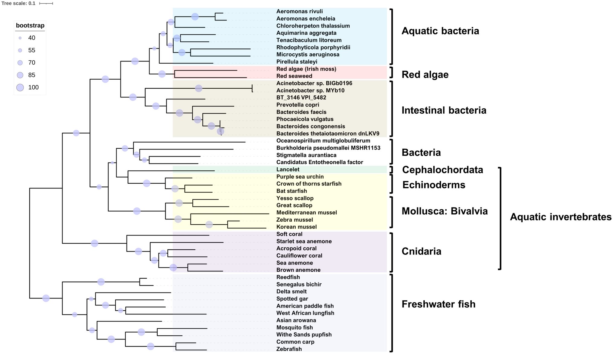 CardingLab's tweet card. Journal of Molecular Evolution - TenA thiamin-degrading enzymes are commonly found in prokaryotes, plants, fungi and algae and are involved in the thiamin salvage pathway. The gut symbiont...