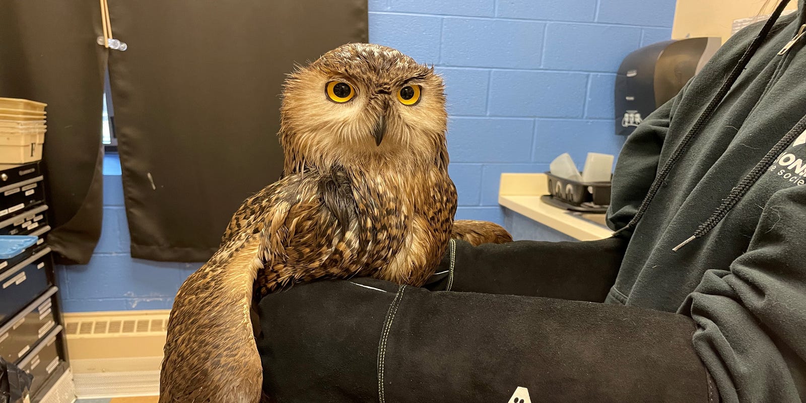 helpanelephant's tweet card. A snowy owl is being rehabilitated at the Wisconsin Humane Society after it was found covered in diesel oil at a Milwaukee recycling center.