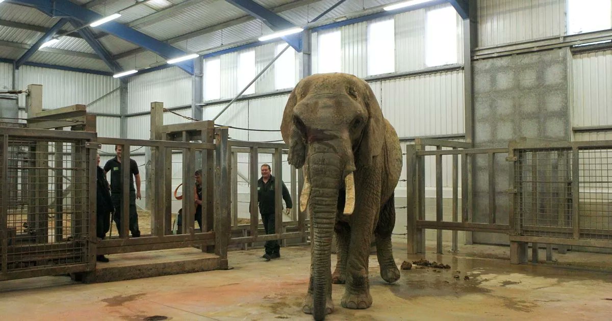 helpanelephant's tweet card. Paignton Zoo in Devon used to have two elephants – Asian elephant Gay, who died in 2010, and African elephant Duchess, who died in 2019, but the attraction has announced they will not be replaced