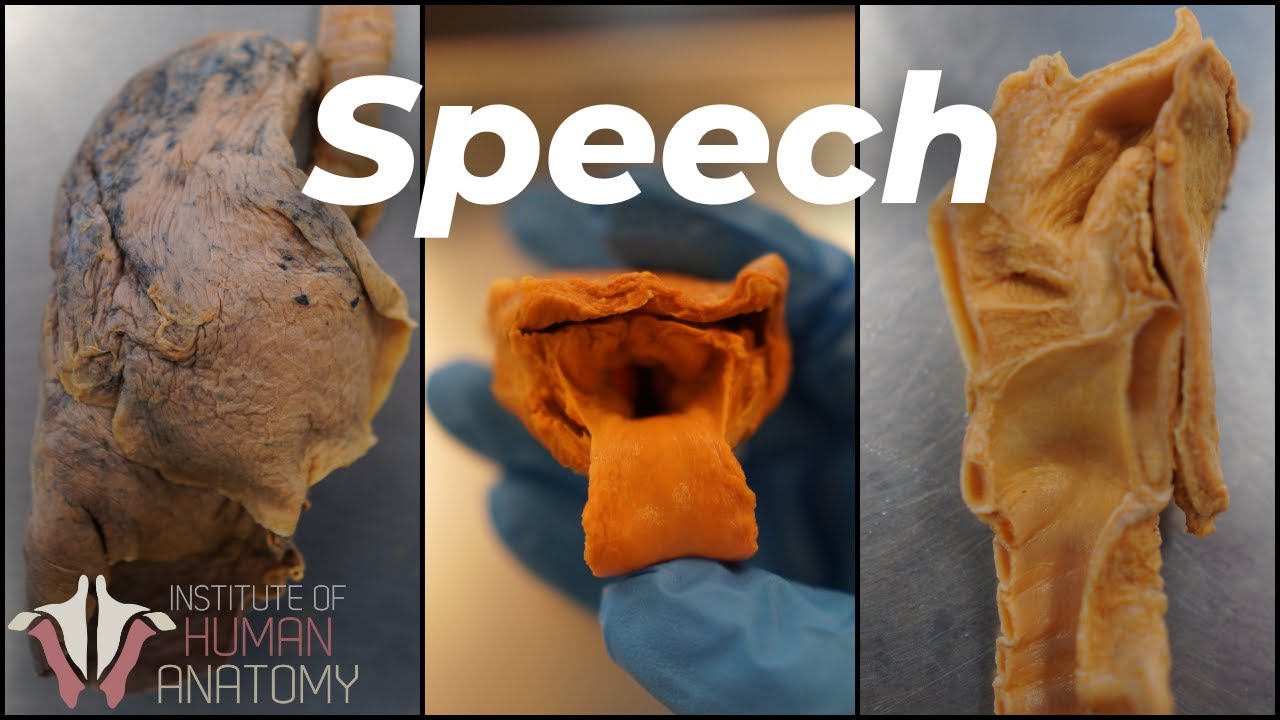 CypressMcCarthy's tweet card. Humans Have an Actual Superpower...