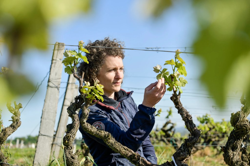 GreatAmericanIW's tweet card. As temperatures continue to climb in Bordeaux, winegrowers are feeling the heat as they try to manage the impacts of climate change.