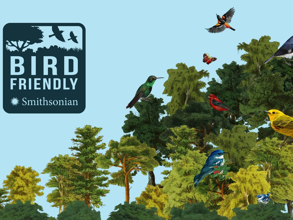 SmithsonianMag's tweet card. What does it take to grow coffee in a way that is good for birds and other wildlife? The birth of the Bird Friendly certification program brought to reality an effort to make the coffee supply chain...