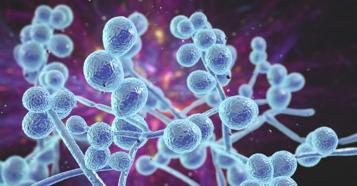 UNSWScience's tweet card. UNSW Sydney researchers are developing novel alternatives for treating fungal infections urgently required to alleviate the global health burden.