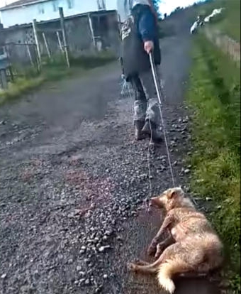 perezreverte's tweet card. Los animalistas denunciarán al delincuente que disparó y golpeó brutalmente a  una perra, en el concello lucense de Chantada. El animal fue tratado por el veterinario por una herida de bala y varios...