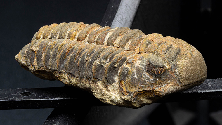 fossiltenchou's tweet card. モロッコ産、古生代デボン紀の三葉虫アカストイデスの化石です。