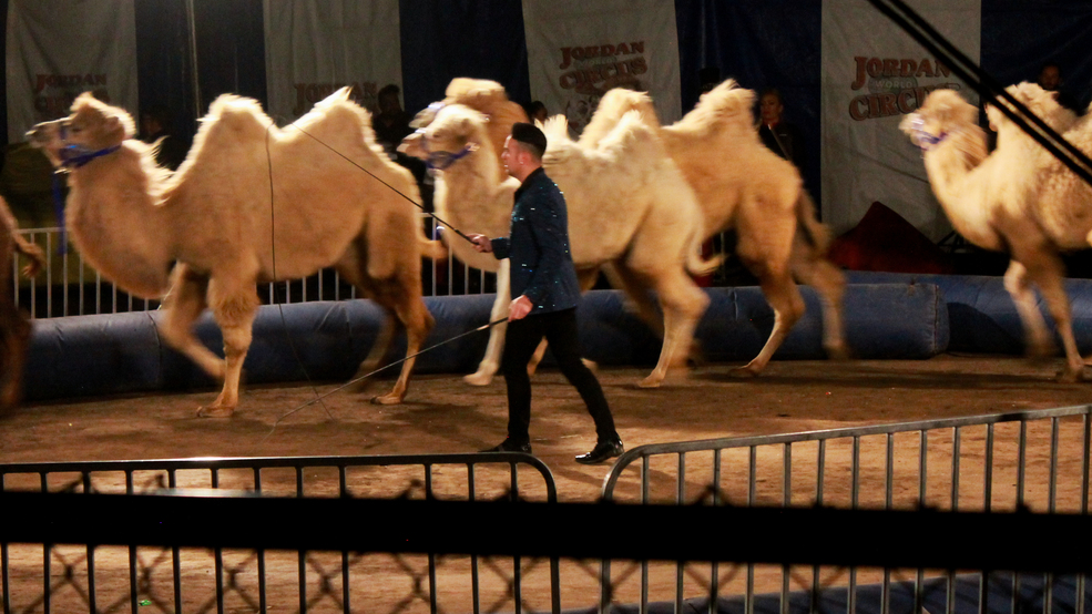 CircusProtest's tweet card. Jordan World Circus is coming to town but not everyone is happy about it. The Utah Animal Rights Coalition (UARC) announced that it has new photos and video evidence of cruelty to animals at the...