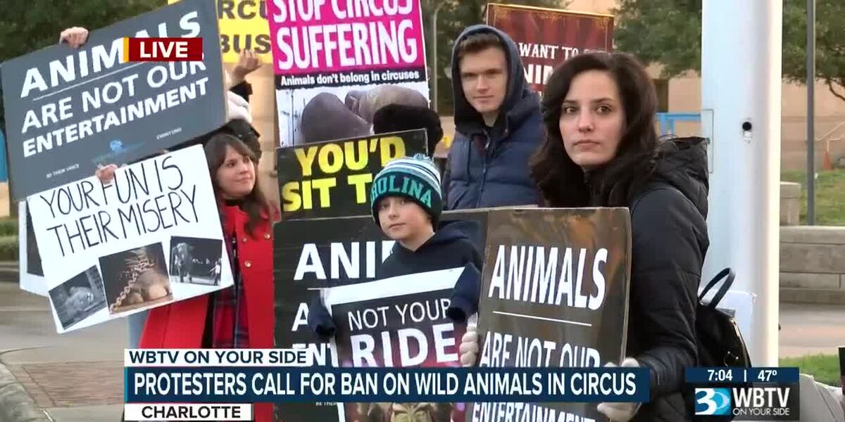 CircusProtest's tweet card. Dozens of animal rights activists crowded the sidewalk in front of the Government Center before heading into council chambers Monday evening to push for an animal welfare ordinance.