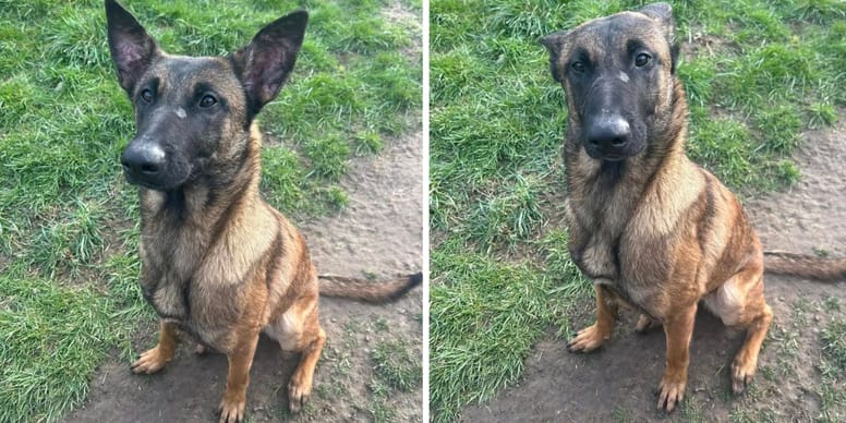 BuchetMichele's tweet card. Cette jeune chienne a été trouvée dans la rue avec une muselière tellement serrée qu'elle en garde des cicatrices.