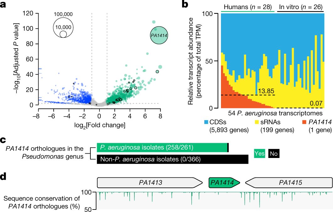 pseudocap's tweet card. Nature - A study examining bacterial gene expression in human-derived samples identifies a gene encoding a small RNA and describes how it orchestrates the transition between chronic and acute...