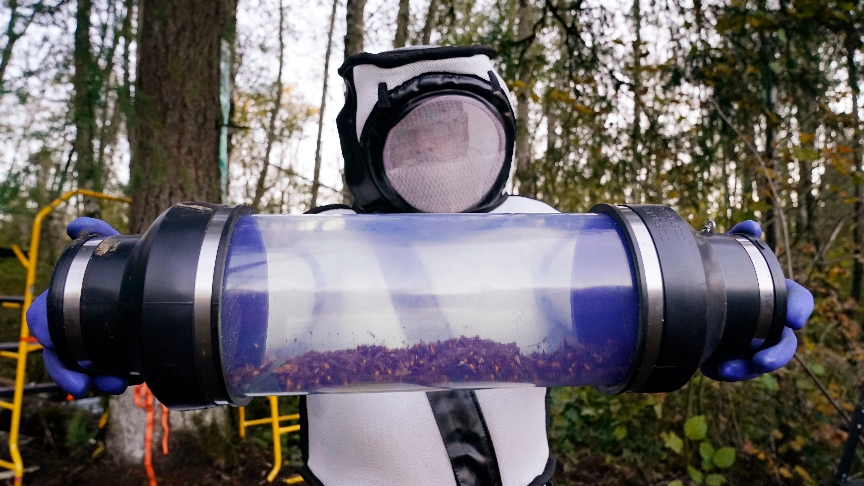 Josh's tweet card. The hornet was discovered in a corner of Washington State. Five years later, a massive mobilization has eliminated the invasive species, at least for now.