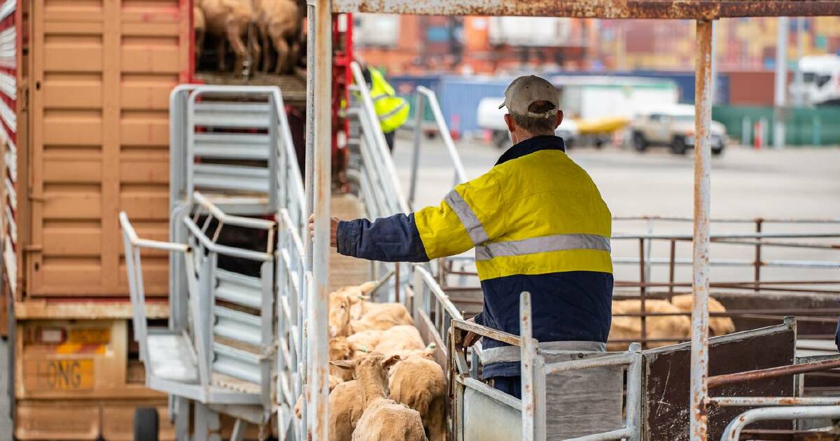 BLittlewood9's tweet card. "Misleading and unrealistic" - that's how Kuwait has labelled beliefs the live export trade could be replaced by...