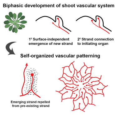 Dev_Cell's tweet card. Burian et al. show that the emergence of new vascular strands is independent of organogenesis at the shoot apical meristem and that their spatial organization depends on internal auxin transport....