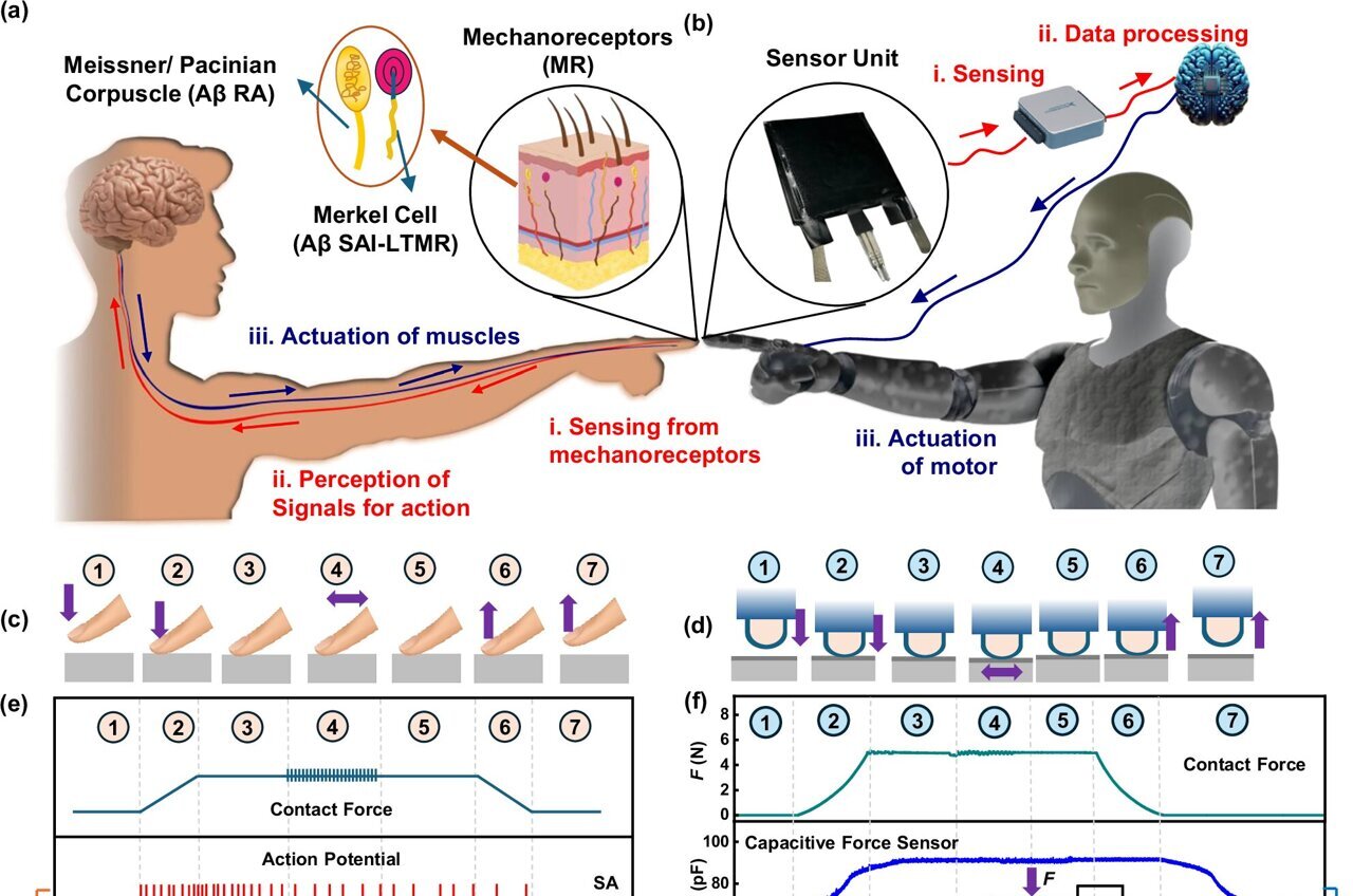 NewsRobotics's tweet card. Robots excel at many things, but having a good sense of touch is not among them. Whether dropping items or pinching them too tightly, which crushes the object, many robots struggle with these basic...