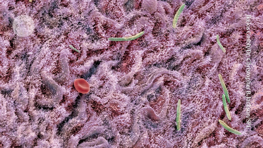 EricTopol's tweet card. Nature - A diet rich in diverse carbohydrates outperforms faecal transplants in mice at restoring microbial diversity, which has been linked to a range of health conditions.