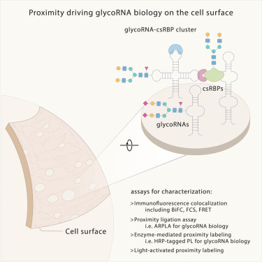 SpitaleLab's tweet card. Kageler et al. discuss concepts of molecular proximity and explore proximity labeling technologies that facilitate applications in RNA biology, cell surface biology, and their interface. Technologies...