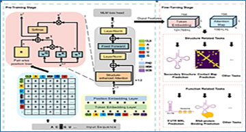 RNASeqBlog's tweet card. ERNIE-RNA leverages RNA sequencing data to learn both sequence and structural features, enabling highly accurate predictions of RNA secondary structure and function even...