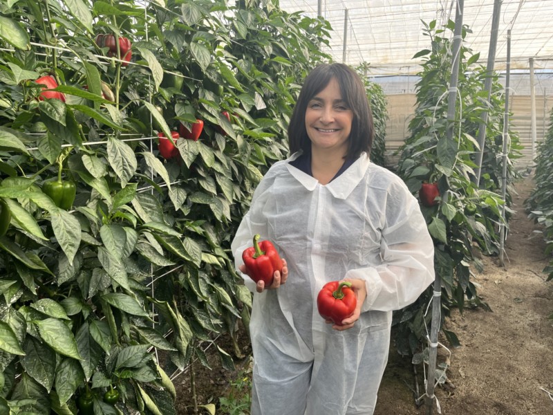 REVISTAFYH's tweet card. Vilmorin Mikado ha celebrado en Adra (Almería) una jornada de campo para mostrar sus variedades de pimiento California adaptadas a esta zona.