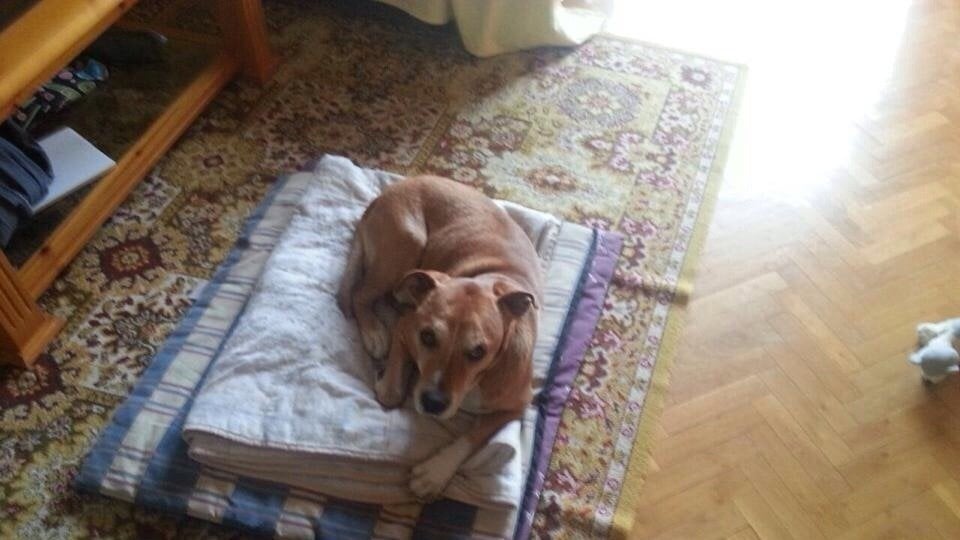 AccioSwift7's tweet card. No al sacrificio de Excalibur, el perro de la auxiliar de enfermería contagiada por el virus del Ébola