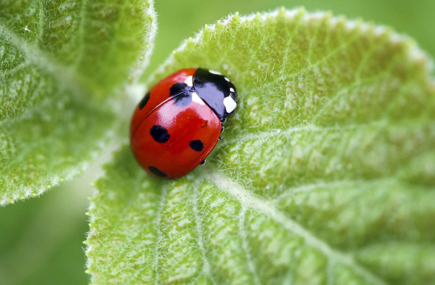cubeGATE's tweet card. Why does the ladybug have spots, and what do they tell us? Learn how a ladybug's spots help it survive.