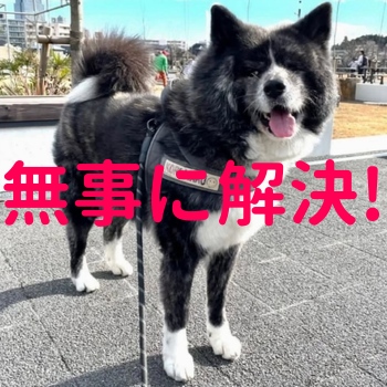 inu_maigo's tweet card. 10/23遠刈田温泉の畑で無事保護！