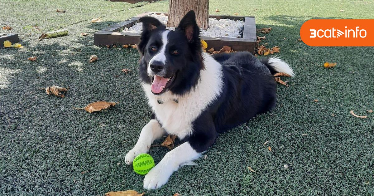 3CatInfo's tweet card. L'entitat animalista Lex Ànima sospita que els casos podrien amagar una xarxa que hi experimenta o en fa encreuaments amb altres gossos per vendre'ls