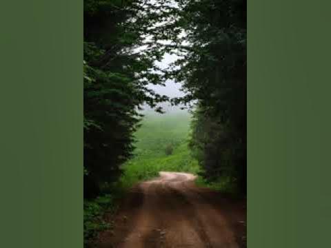 ecodukes's tweet card. Earth Path Through Deep Green Forest 🌳