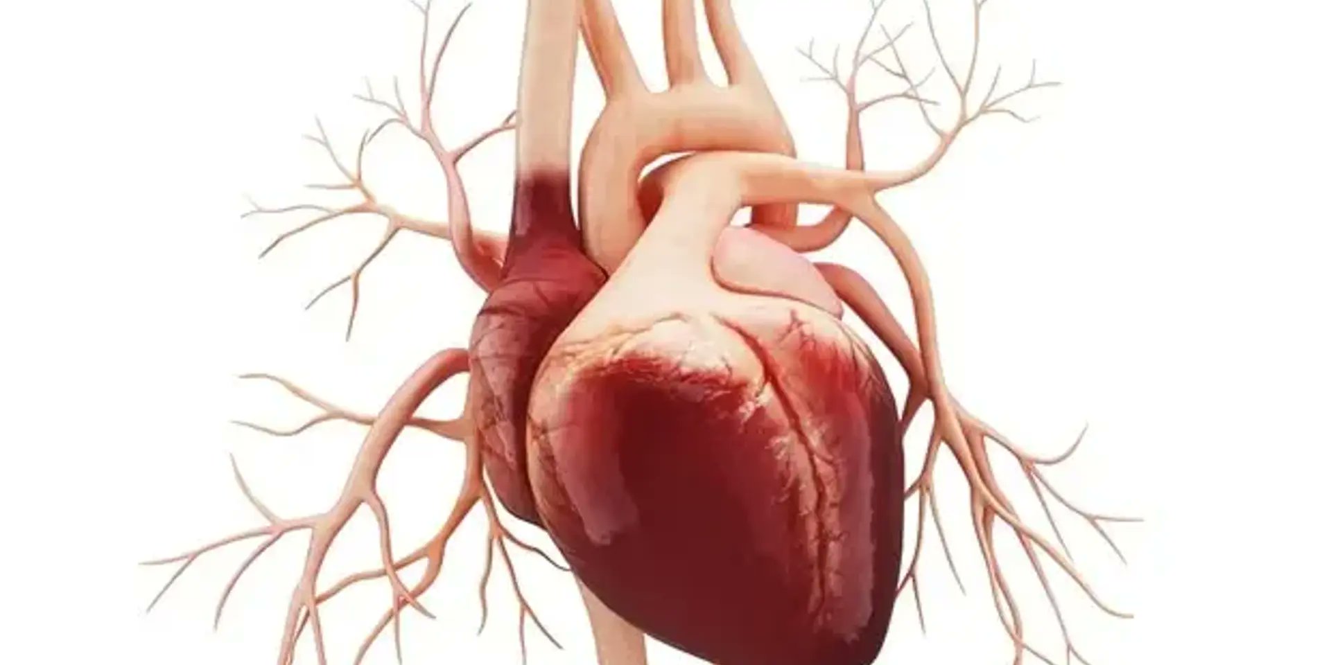 pulse24ai's tweet card. AI algorithm enhanced to detect heart disease risk more effectively.