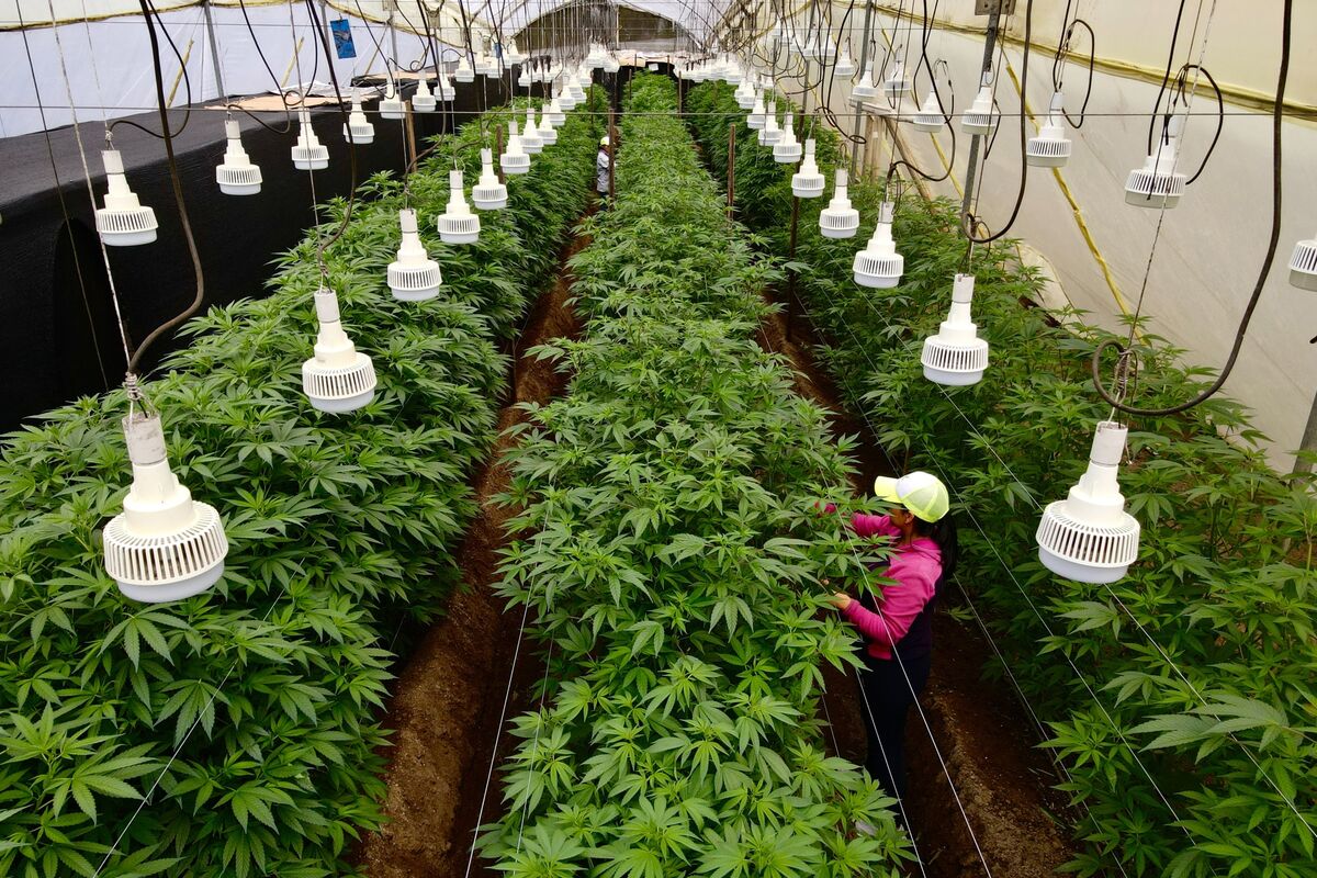 budsrobot's tweet card. 厚生労働省の大麻規制検討小委員会は29日、国内で禁止されている大麻由来の原料を使った医薬品について、有効性と安全性が確認され医薬品として承認されたものについては、輸入や製造や使用を可能とするよう、大麻取締法改正の方向性を示す報告書をとりまとめた。