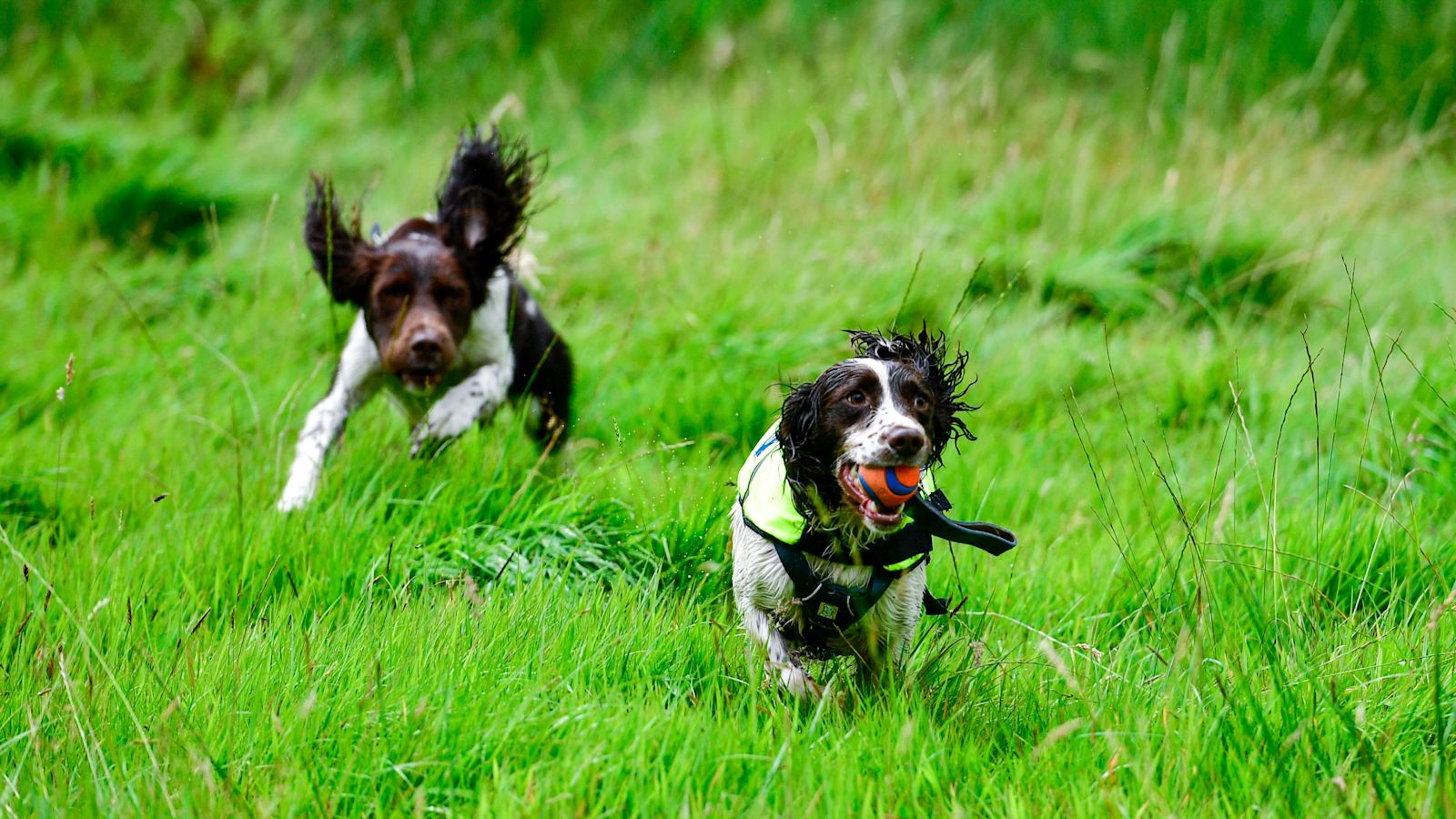 itvwestcountry's tweet card. Specially trained dogs are being used by South West Water to sniff out leaks in rural areas. | ITV News West Country