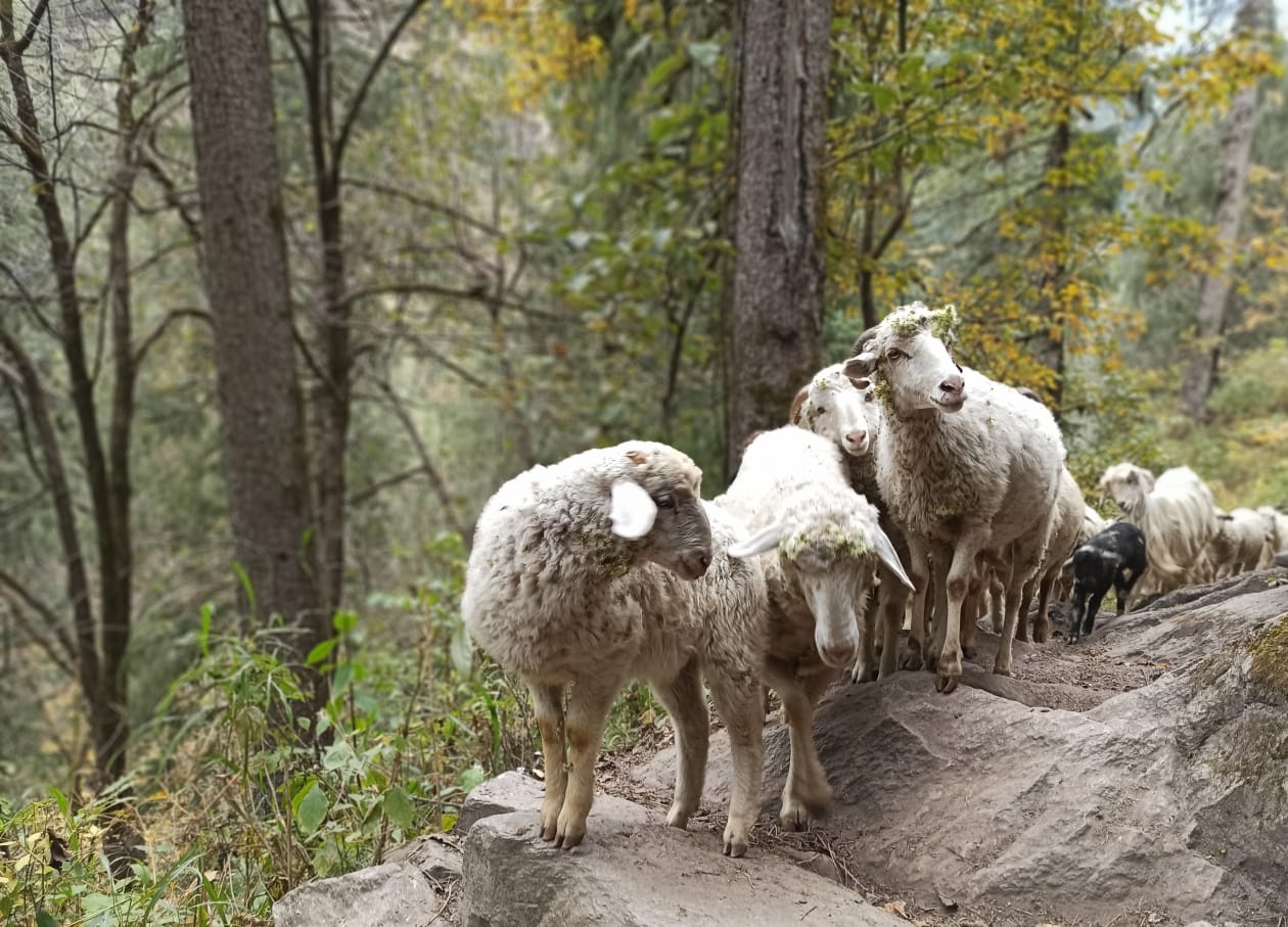 Projectbeebee's tweet card. Flocks of Sheep in forest. Nature photography.